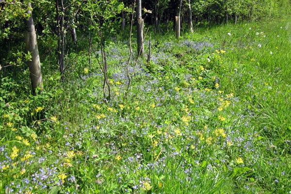 2.Cowslips & bluebells.JPG -                                